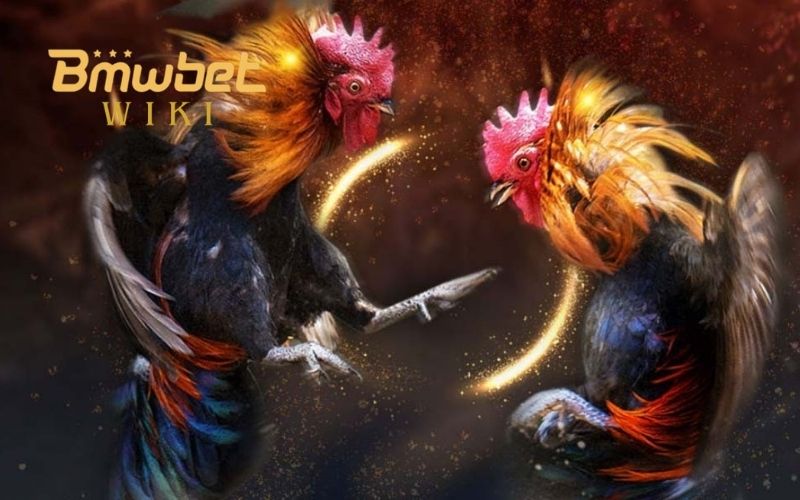 Kinh nghiệm biệt dưỡng gà đá giúp gà sung sức trước trận 2 kinh nghiệm biệt dưỡng gà đá
